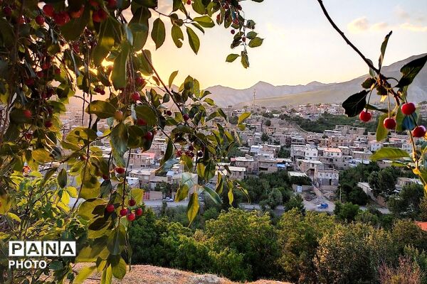 فصل چیدن یاقوت های چشم نواز در شهر بار نیشابور-۲ 