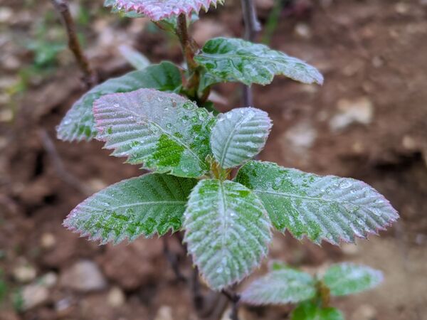 طبیعت زیبای میانکوه 