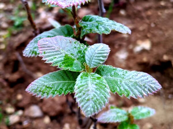طبیعت زیبای میانکوه 
