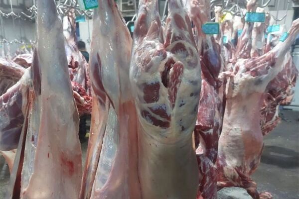 افزایش عرضه گوشت گرم و منجمد با آغاز پائیز