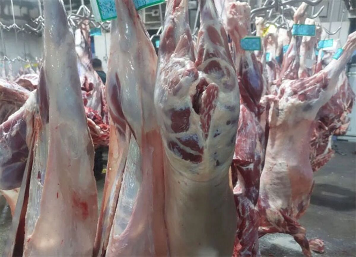 افزایش عرضه گوشت گرم و منجمد با آغاز پائیز