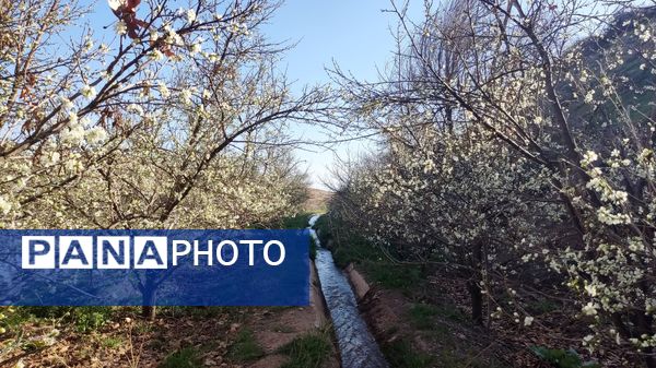 شهرستان نیشابور میزبان فصل بهار