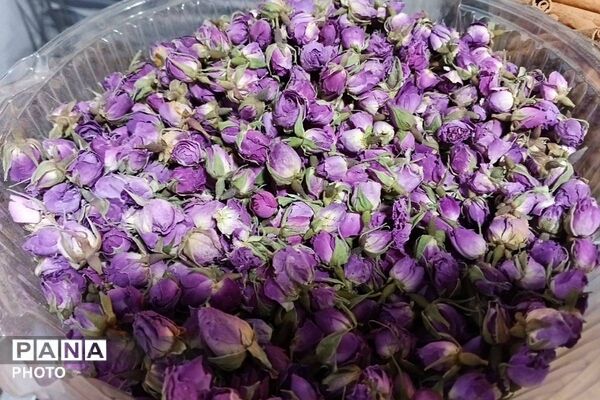 جشنواره گلاب گیری میناب با عطر شهدا 