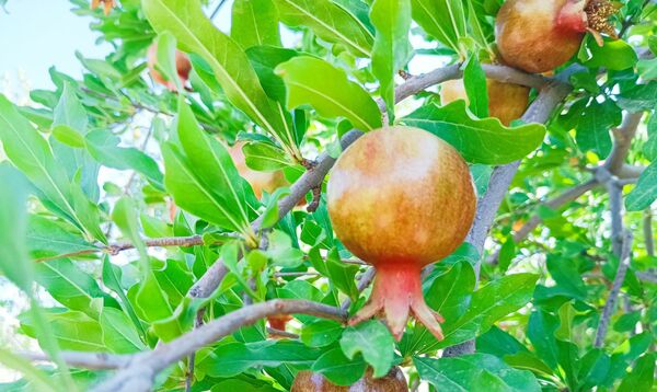 میوه‌های رنگارنگ در لردگان 