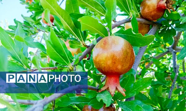 میوه‌های رنگارنگ در لردگان 