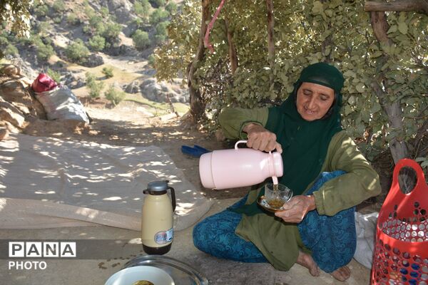 آغاز فصل تولکی در شالیزارهای روستای پلبریده