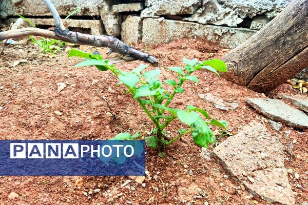 میانکوه در این روز‌ها همچون نگینی سبز می‌درخشد