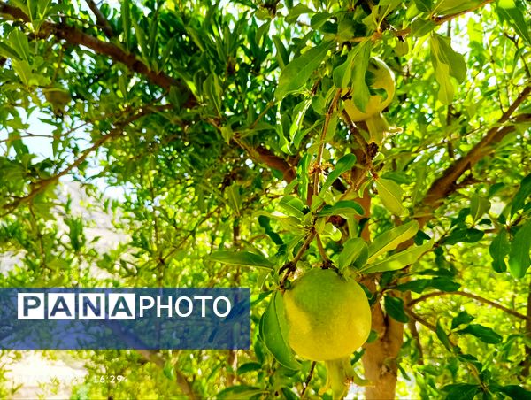 میوه‌های رنگارنگ در لردگان 