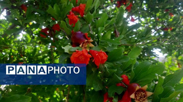 میوه‌های رنگارنگ در لردگان 