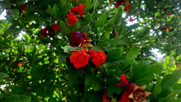 میوه‌های رنگارنگ در لردگان 