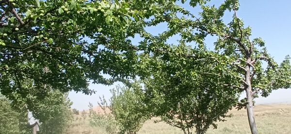 آغاز فصل چیدن؛ باغ‌های جلگه رخ میزبان میوه‌های تابستانی 