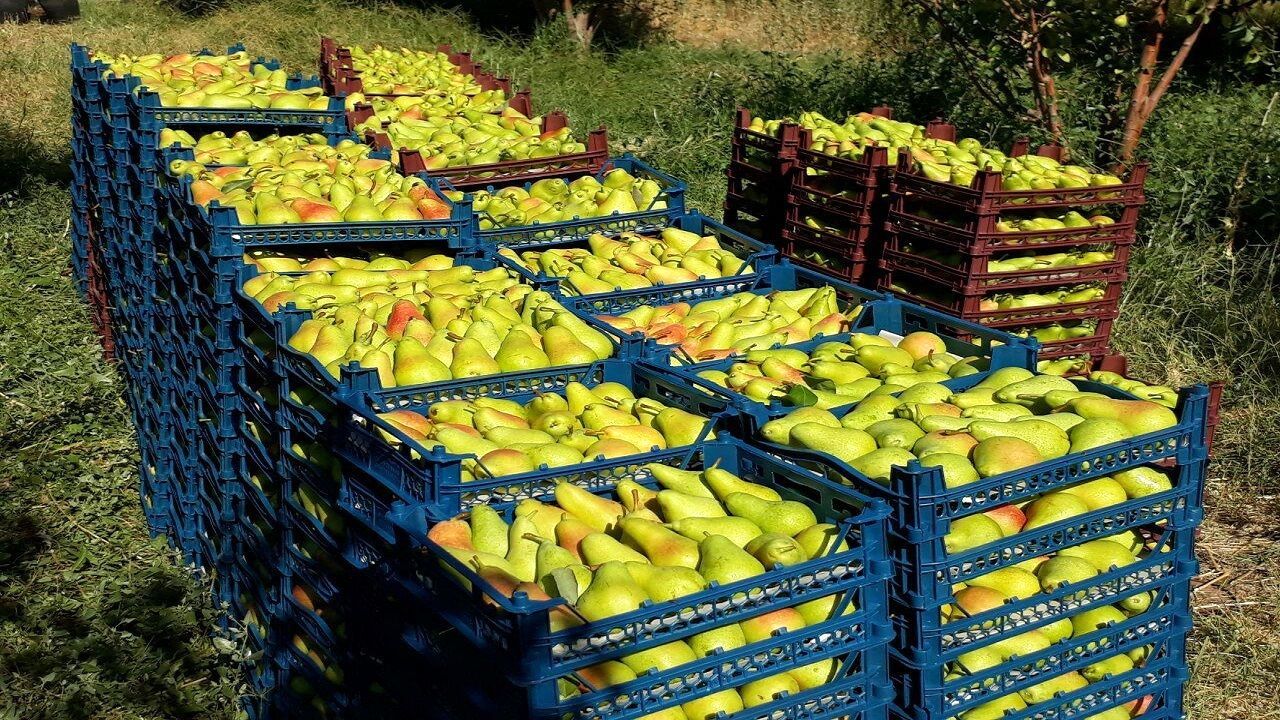 گلابی آذربایجان شرقی، محصولی با کیفیت صادراتی در بازارهای همجوار