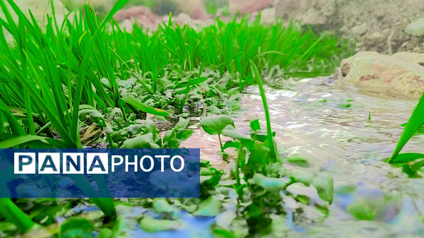 طبیعت بهاری، فرصتی برای سرزندگی روح 