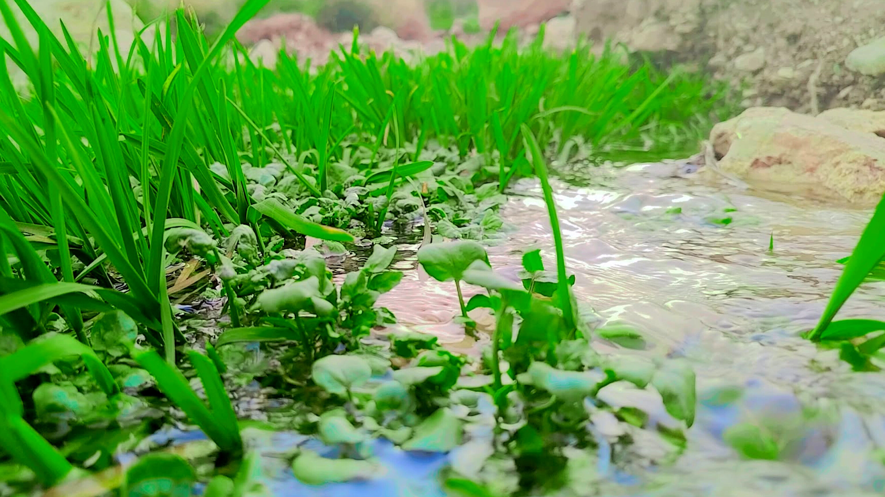 طبیعت بهاری، فرصتی برای سرزندگی روح 