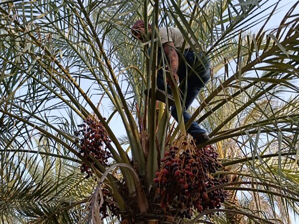 برداشت خرما در شهر رویدر 