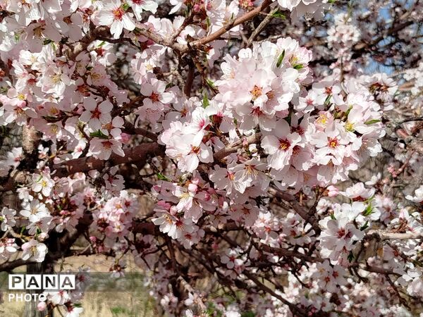 شکوفه‌های بهاری شهر بن، نویدبخش طراوت و زندگی دوباره