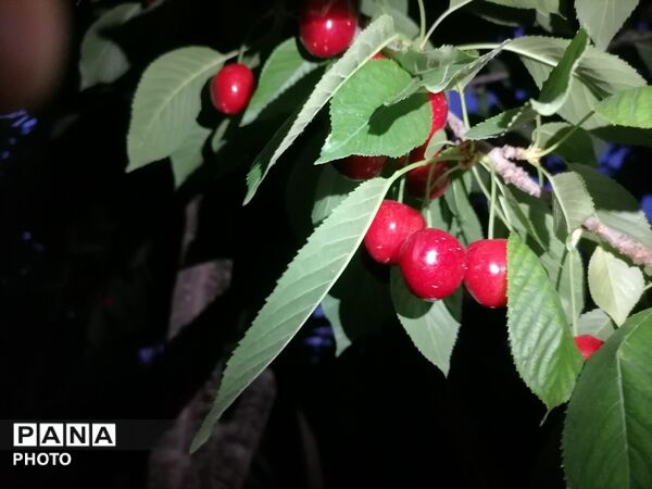برداشت گیلاس از باغات و تصاویر زیبا از طبیعت سرسبز شهربار 
