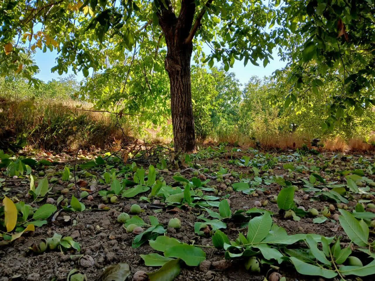 جشن گردو تکانی تویسرکان، رویدادی از جنس «طلای سبز»
