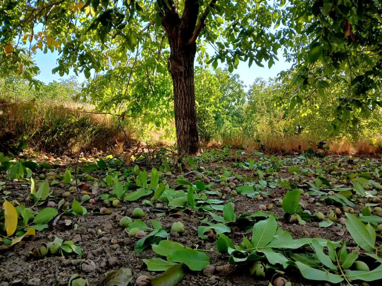 جشن گردو تکانی تویسرکان، رویدادی از جنس «طلای سبز»
