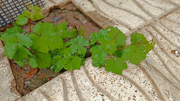 اولین بارش تابستانه در روستای کینک