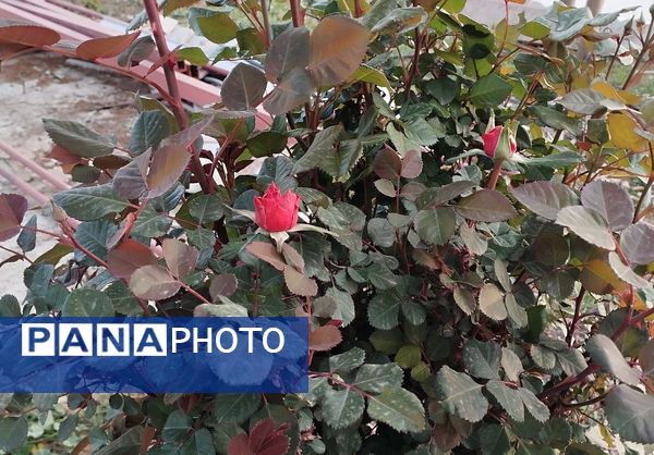 روستای شلیل نگین سرسبزی در دل کوه‌های میانکوه