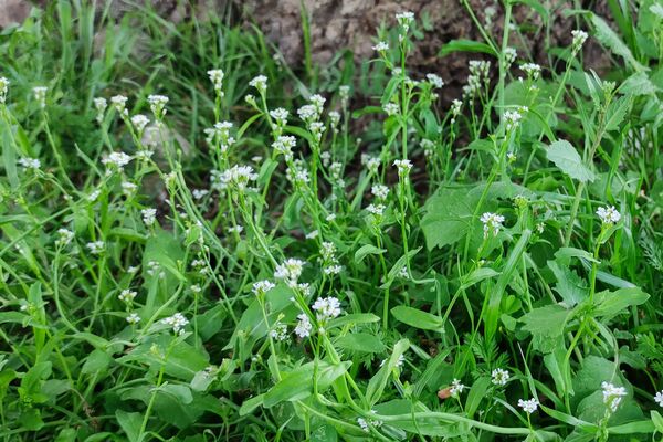 بهار، آغاز دوباره‌ی زندگی طبیعت 