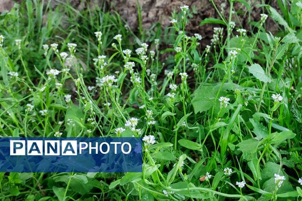 بهار، آغاز دوباره‌ی زندگی طبیعت 