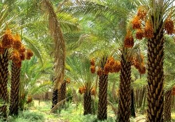 روستای هاشم‌آباد؛ در معرض کم‌آبی 