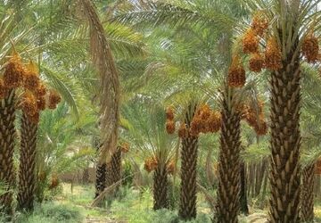 روستای هاشم‌آباد؛ در معرض کم‌آبی 