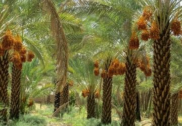 روستای هاشم‌آباد؛ در معرض کم‌آبی 