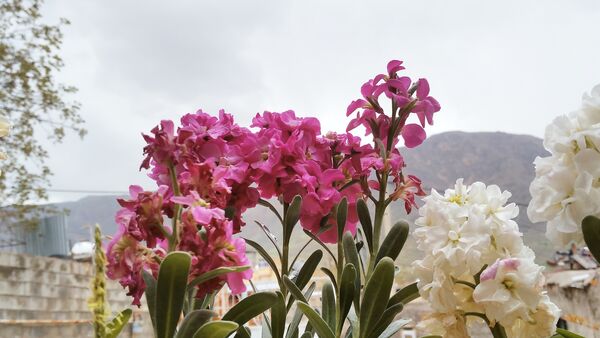 باران بهاری؛ ملودی زندگی در بستر طبیعت