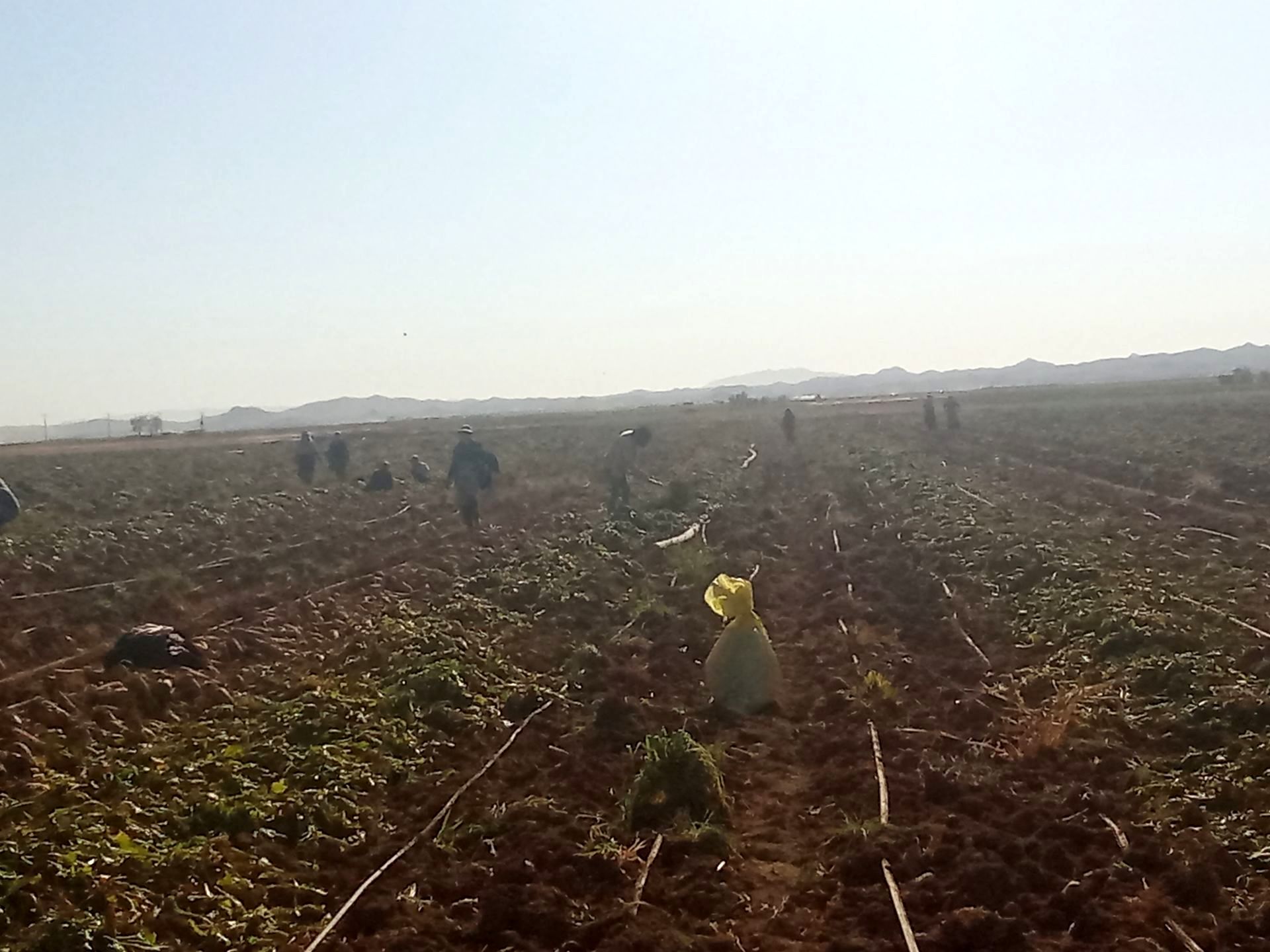 برداشت چغندر قند از مزارع دشت گل آغاز شد