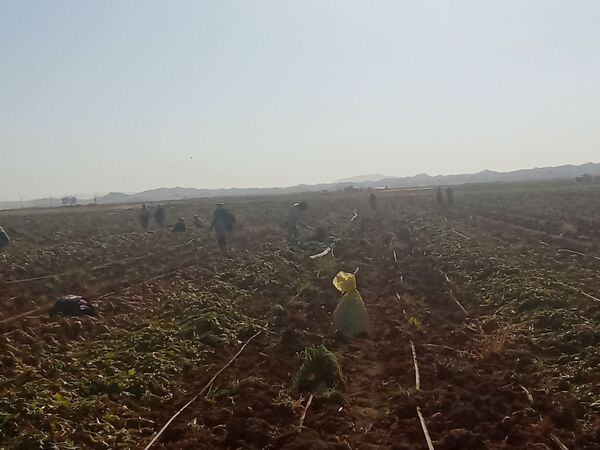 برداشت چغندر قند از مزارع دشت گل آغاز شد