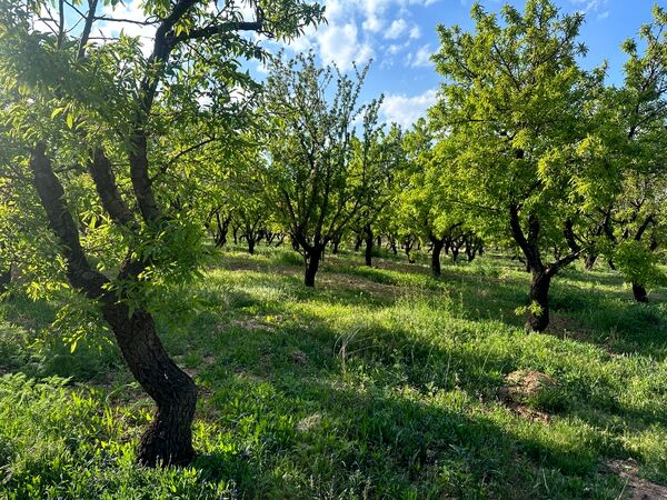 طبیعت هم با آمدن بهار زیبا شد 