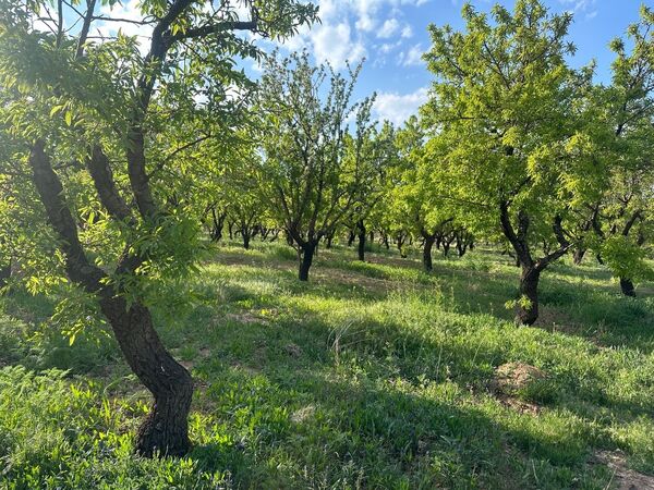 طبیعت هم با آمدن بهار زیبا شد 