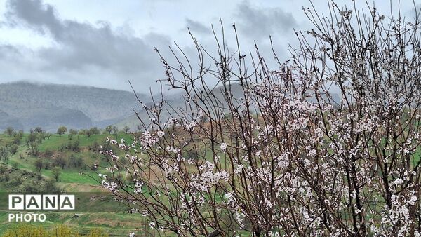 شکوفایی امید 