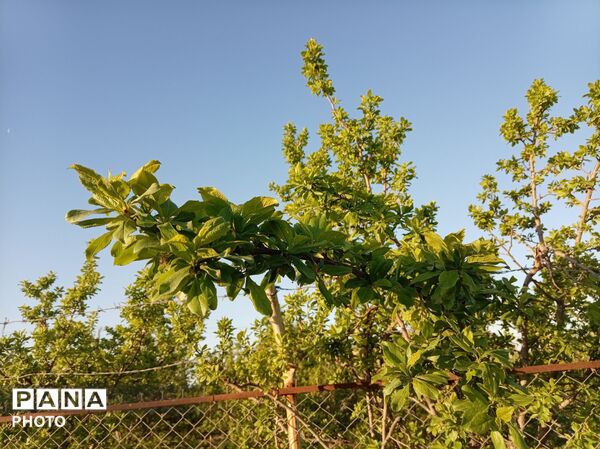 رویش شکوفه ها در روستای فرخ آباد