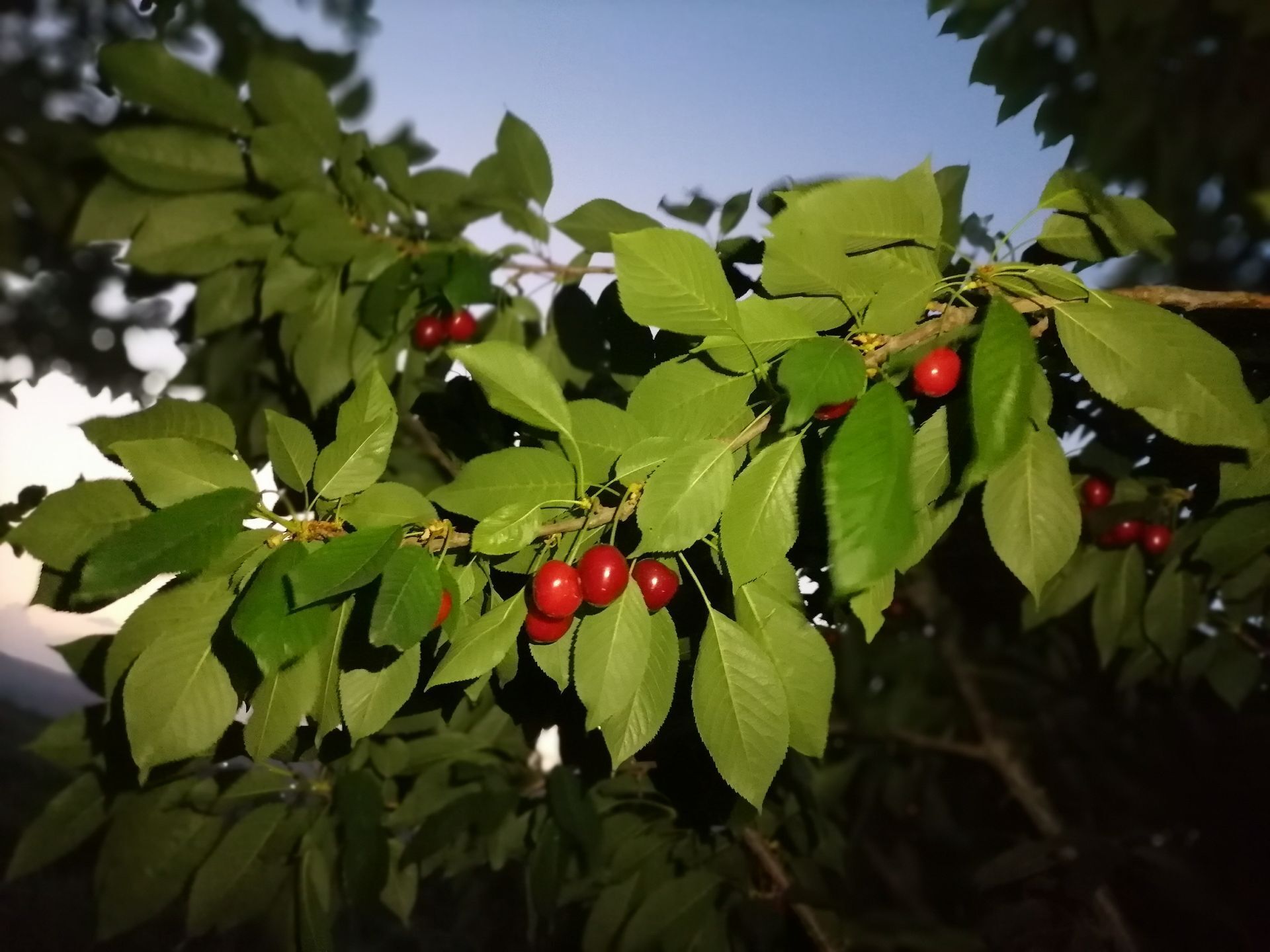 برداشت گیلاس از باغات و تصاویر زیبا از طبیعت سرسبز شهربار 