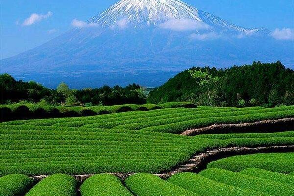 خرید ۱۰۳ هزار تن برگ سبز چای