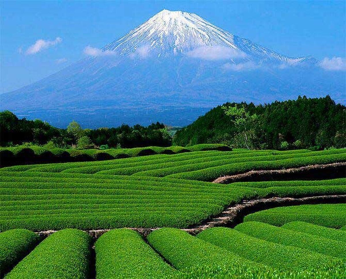  باغات چای رها شده با پرداخت تسهیلات احیا می‌شوند