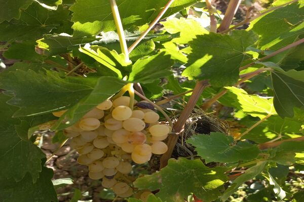 آغاز فصل برداشت انگور از باغات روستای گزکوه فاروج