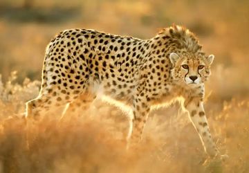 پنجمین ثبت حضور یوز آسیایی در سال جاری 