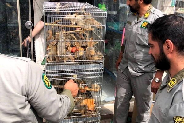 تشدید برخورد با سوداگران حیات وحش در پایتخت؛ کشف ۷۳ سنجاب ایرانی قاچاق در بازار پرندگان
