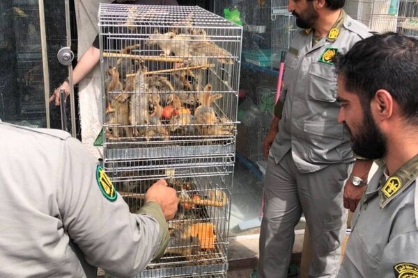 تشدید برخورد با سوداگران حیات وحش در پایتخت؛ کشف ۷۳ سنجاب ایرانی قاچاق در بازار پرندگان