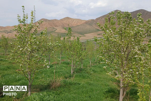 شکوفه‌های بهاری استان خراسان شمالی 