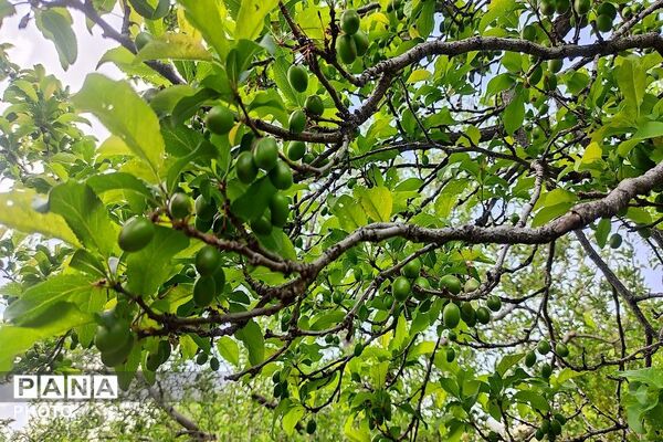 آلبوم تصویری از طبیعت زیبای شهر بار در اردیبهشت‌ماه  ۱۴۰۵ـ۲