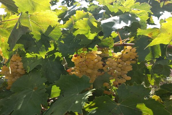 آغاز فصل برداشت انگور از باغات روستای گزکوه فاروج