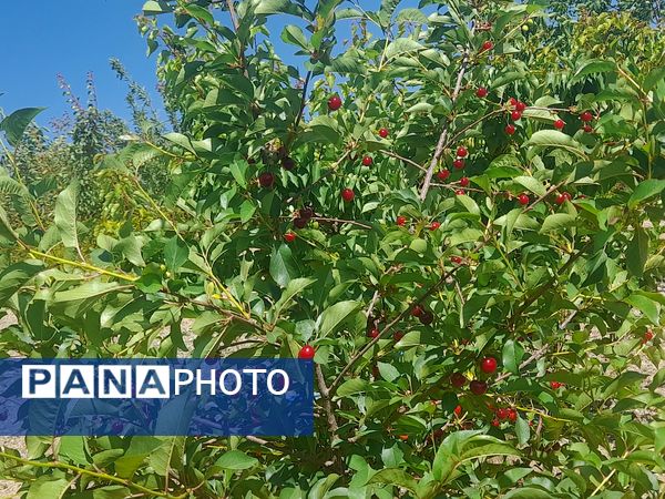 میوه‌های خوش‌رنگ و لعاب بهاری در روستای مارکده