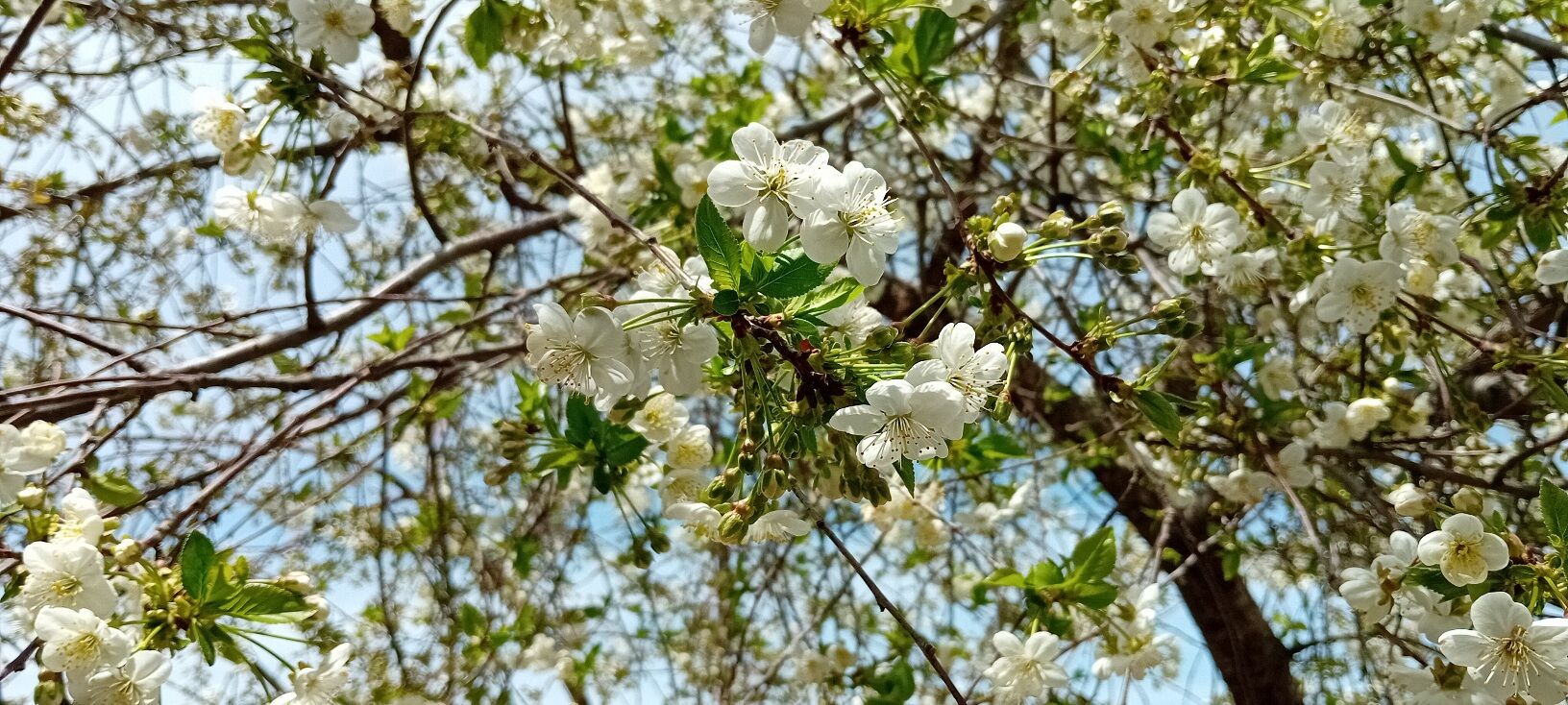 شکوفه‌های بهاری در شهرستان سملقان