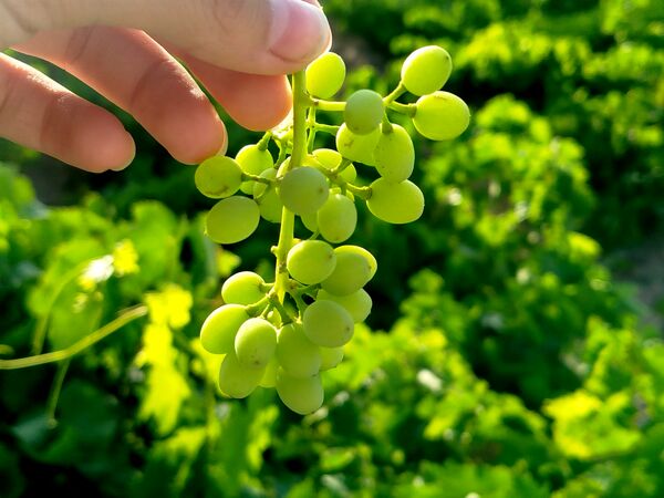 گزکوه، قطب انگور خراسان شمالی 